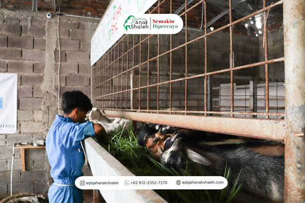 Hewan Kambing Berkualitas
